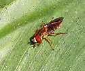 Toxomerus jussiaeae - photo 4