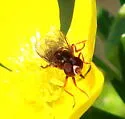 Toxomerus jussiaeae - photo 5
