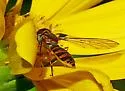 Toxomerus mutuus