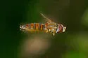 Toxomerus mutuus - photo 2