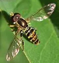 Toxomerus occidentalis