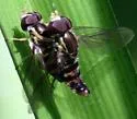 Toxomerus occidentalis - photo 2