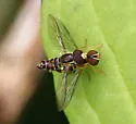 Toxomerus occidentalis - photo 3