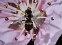 Toxomerus occidentalis - photo 4