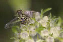 Toxomerus verticalis