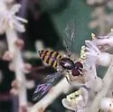 Toxomerus verticalis - photo 2
