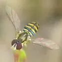 Toxomerus verticalis - photo 4