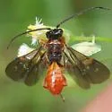 Toxoneuron nigriceps