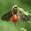 Toxoneuron nigriceps - photo 2