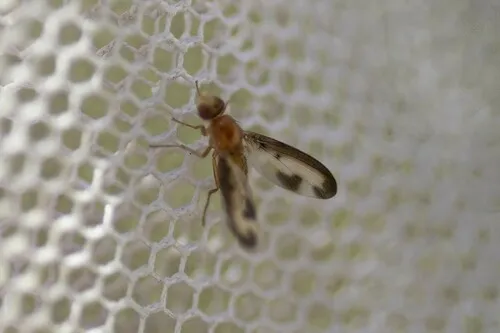 Toxonevra laetabilis