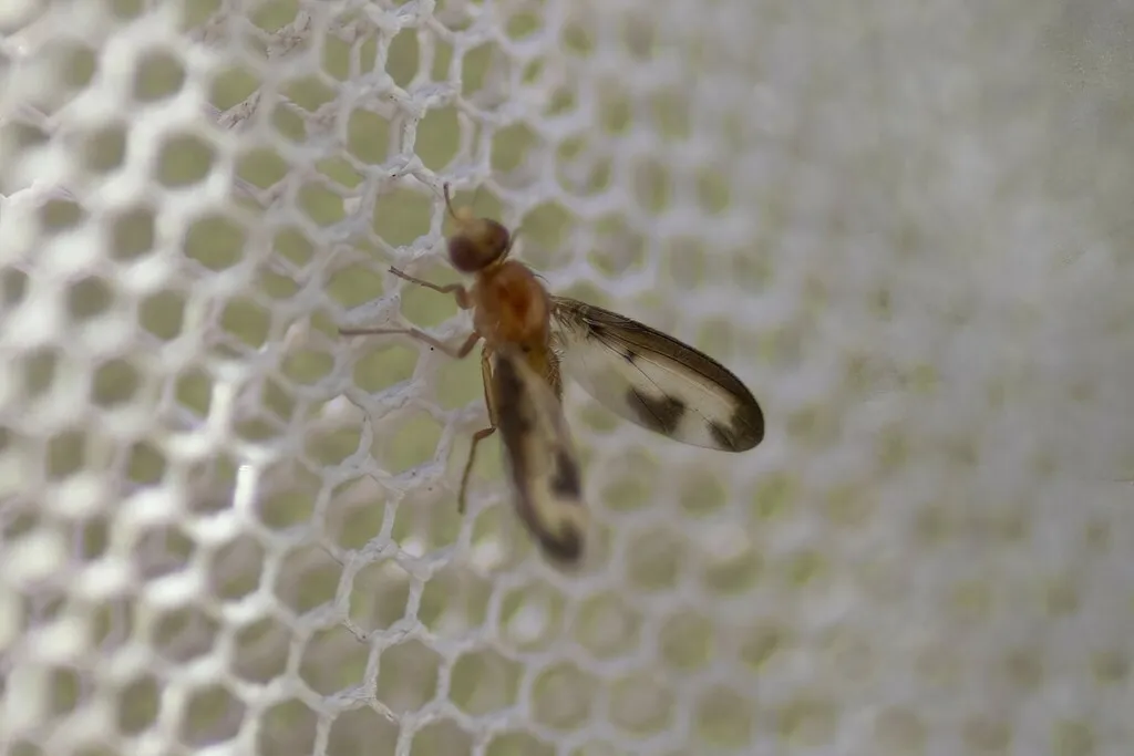 Toxonevra laetabilis - photo 2