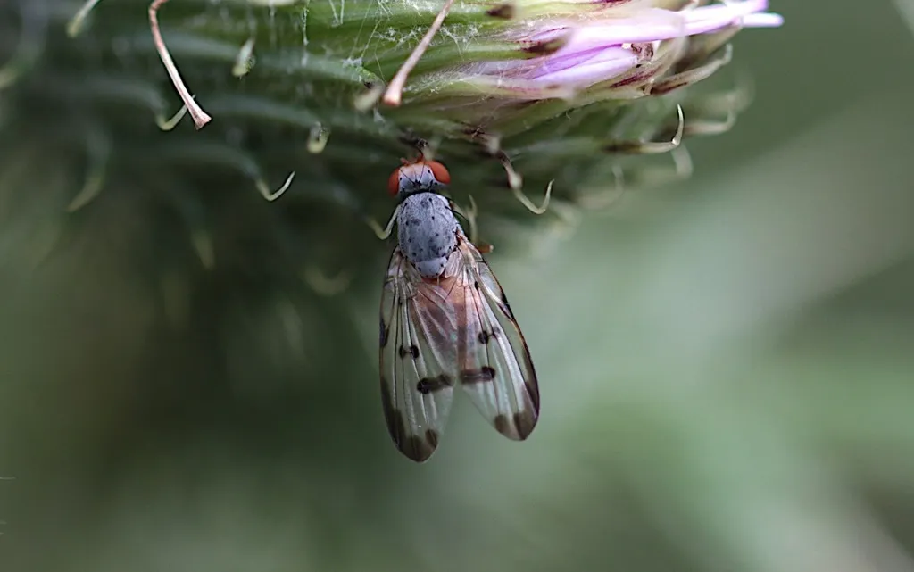 Toxonevra modesta - photo 2
