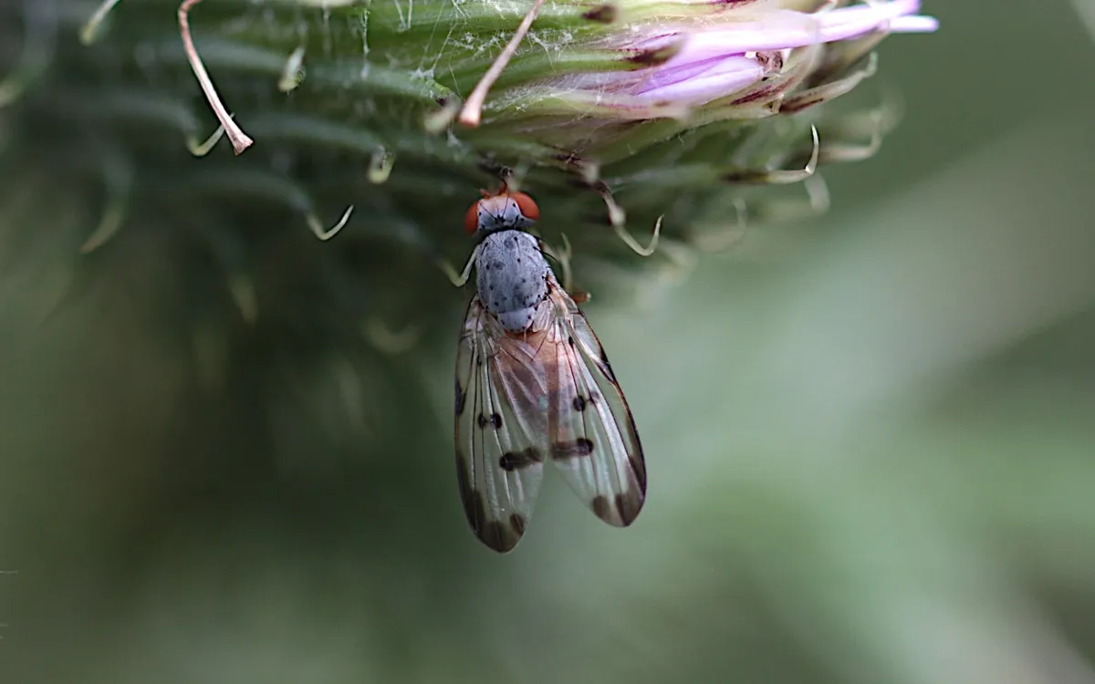 Toxonevra modesta - photo 3