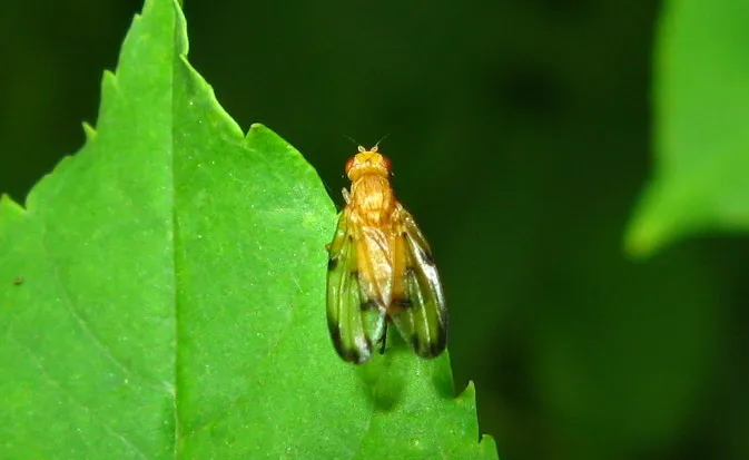 Toxonevra quinquemaculata - photo 2