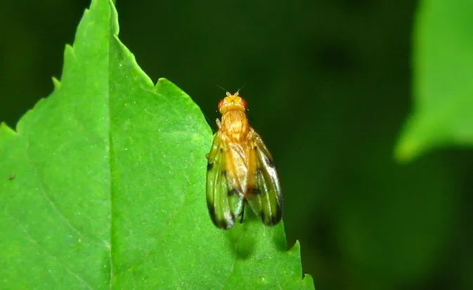 Toxonevra quinquemaculata - photo 3