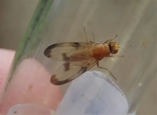 Toxonevra trimacula
