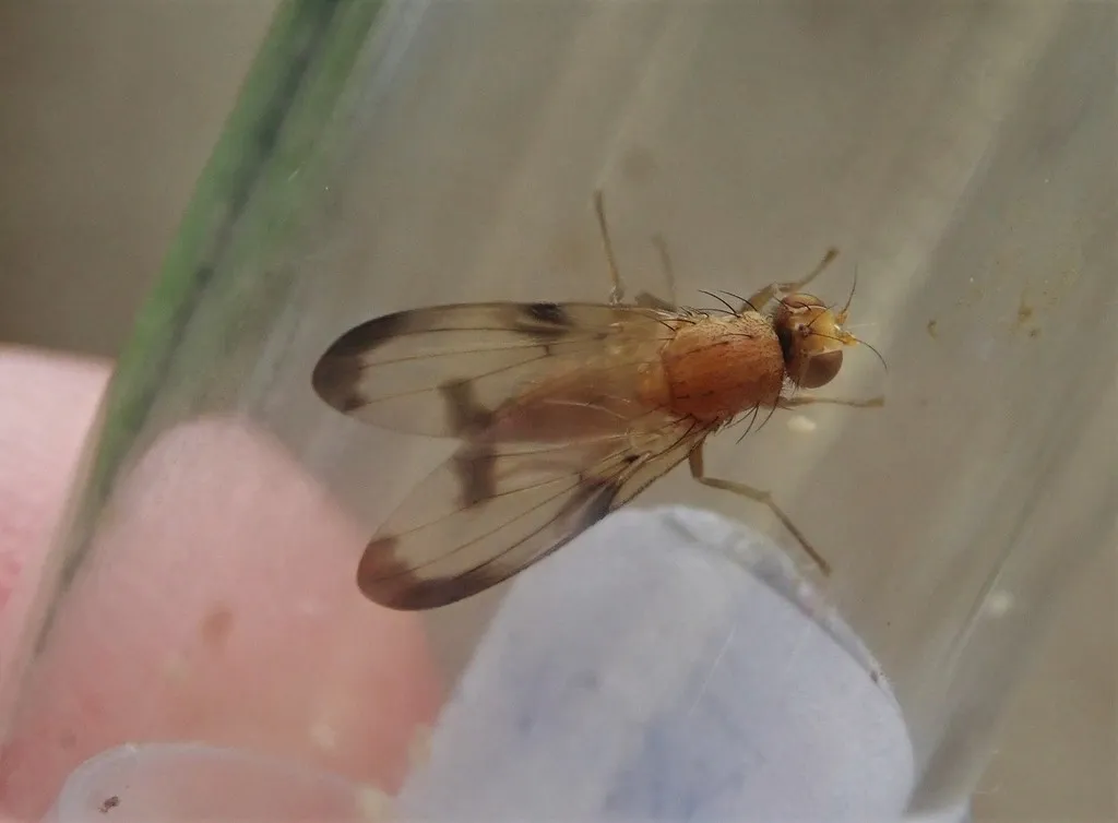 Toxonevra trimacula - photo 2