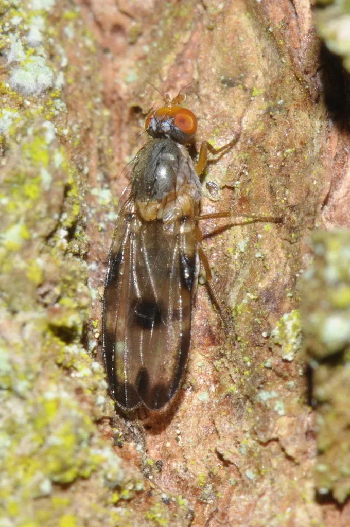 Toxonevra usta - photo 2