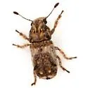 Toxonotus bipunctatus - Toxonotus bipunctatus
