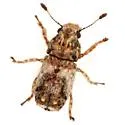 Toxonotus bipunctatus - photo 2