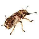 Toxonotus bipunctatus - photo 3