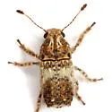 Toxonotus bipunctatus - photo 4