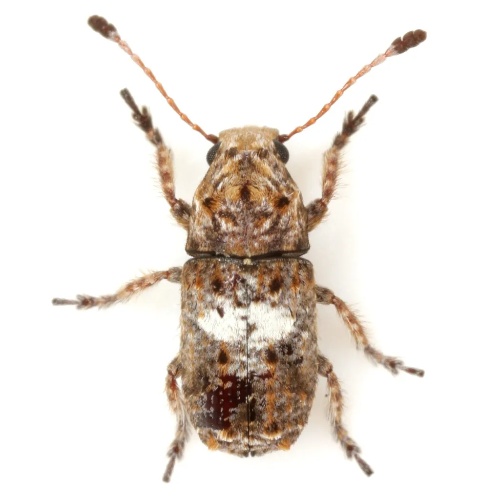 Toxonotus cornutus - photo 3