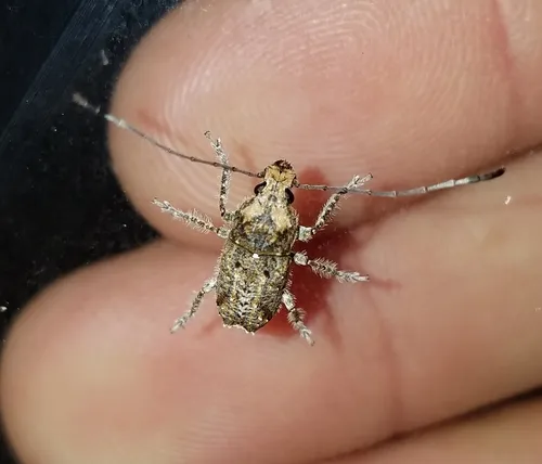 Toxonotus fascicularis - photo 3