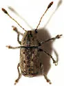 Toxonotus lividus