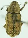 Toxonotus lividus - photo 2
