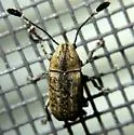 Toxonotus lividus - photo 3