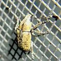 Toxonotus lividus - photo 4