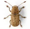 Toxonotus lividus - photo 5