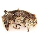 Toxonotus penicellatus