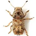 Toxonotus penicellatus - photo 2