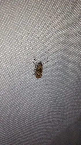 Toxonotus vagus - photo 2