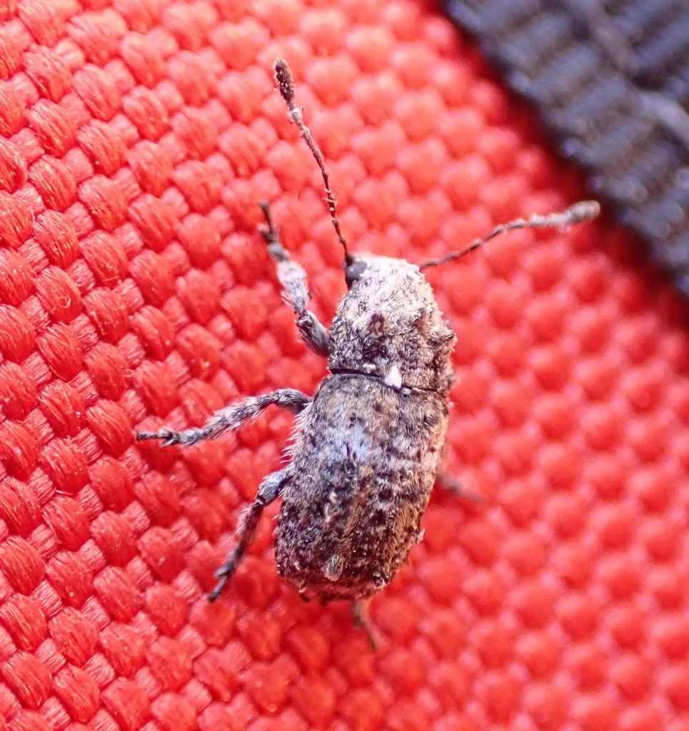 Toxonotus vagus - photo 3