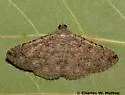 Toxonprucha clientis - Hodges#8675 - photo 2