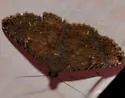 Toxonprucha clientis - Hodges#8675 - photo 4