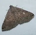 Toxonprucha clientis - Hodges#8675 - photo 5