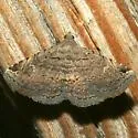 Cruel Toxonprucha - Hodges#8674