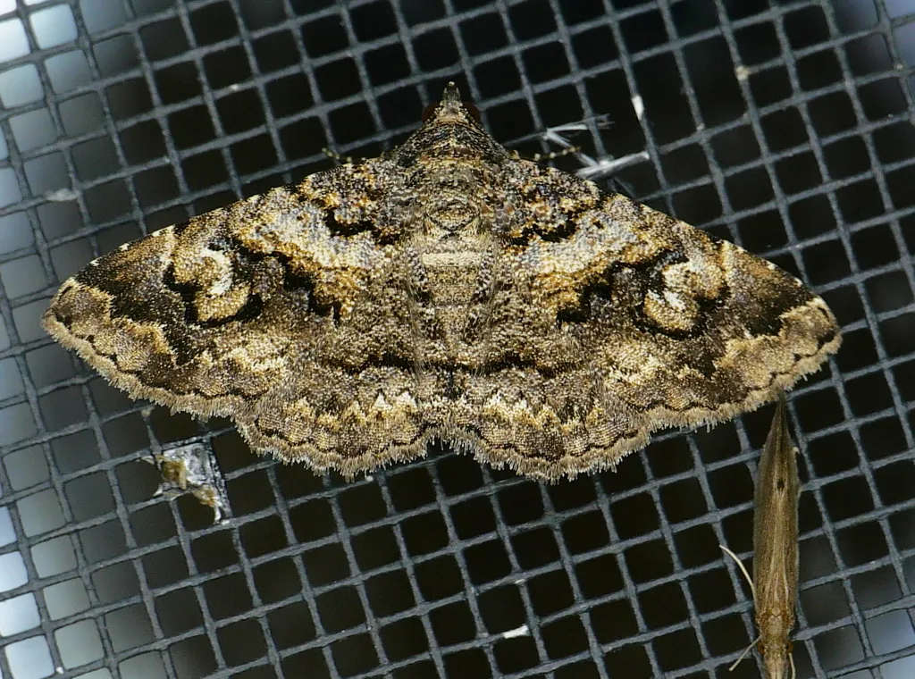 Toxonprucha excavata - Hodges#8673.1 - photo 2