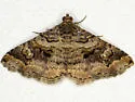 Toxonprucha killamae - Hodges#8673.3
