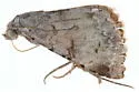 Toxonprucha n. sp. 1 - photo 3