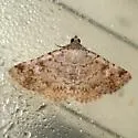 n. sp. 2 - photo 2