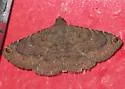Spotted Toxonprucha - Hodges#8670