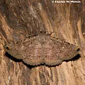 Spotted Toxonprucha - Hodges#8670 - photo 3