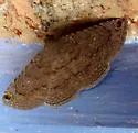 Spotted Toxonprucha - Hodges#8670 - photo 4