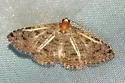 Spotted Toxonprucha - Hodges#8670 - photo 5