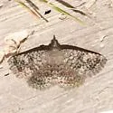 Toxonprucha psegmapteryx - Hodges#8676